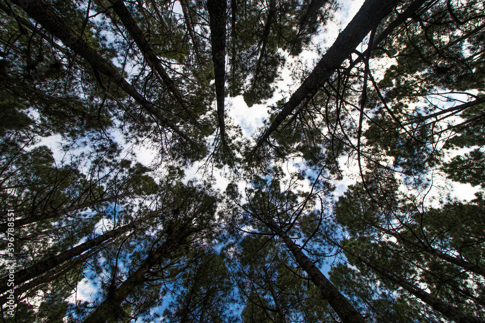 Fototapeta premium Forest with pine trees in spring, view from below with a blue sky, Tenerife