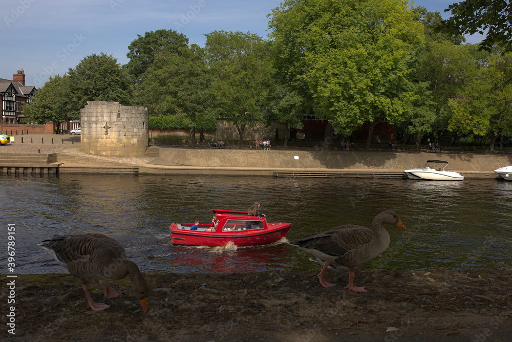 ducks on the river