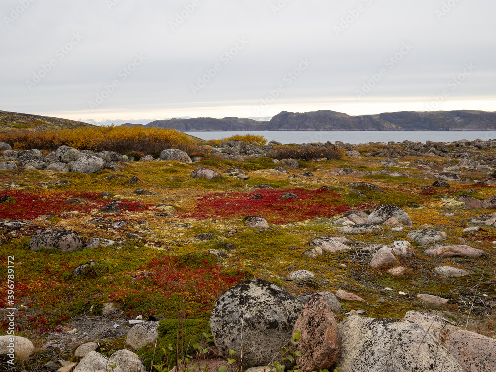 cold and beautiful tundra. Teriberka, Murmansk region, Russia. Lots of berries, low grasses and a riot of colors. Arctic ocean, rocks and colorful plants