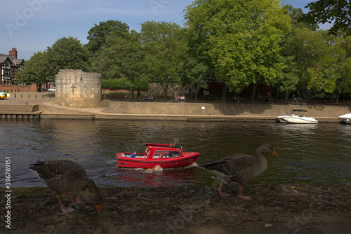 Obraz na płótnie ducks on the river w salonie