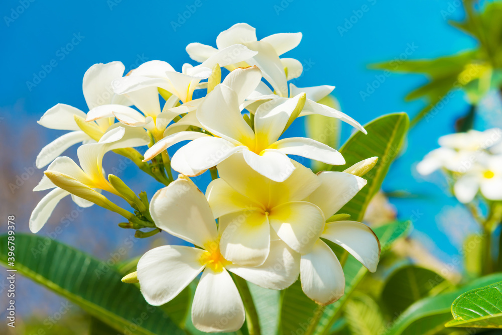 Obraz premium White flowers on plumeria tree with green leaves and blue sky