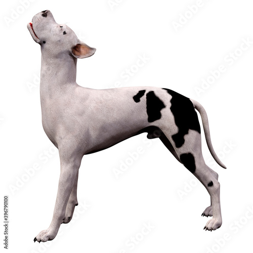 3D Rendering Grat Dane Dog on White