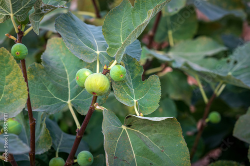 Ripening Figs with Fig Leaves on Branch