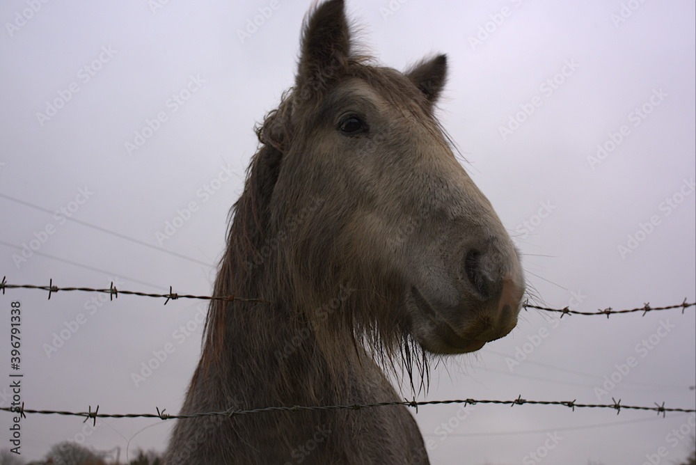 horse in the stable