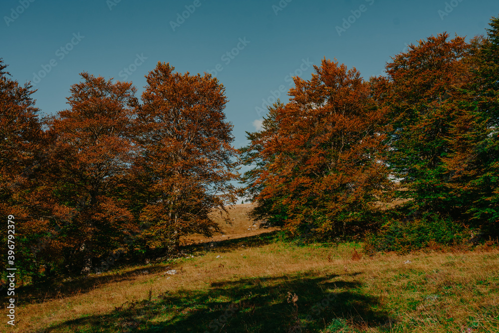 Fototapeta premium rural area of carpathian mountains in autumn. wonderful panorama of Bosnia mountains in dappled light observed from village. agricultural fields on rolling hills near the spruce forest