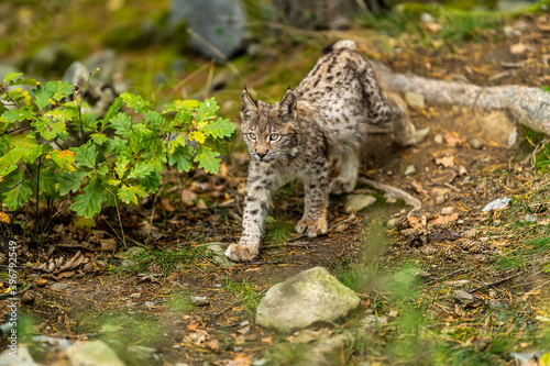 Photography Lynx in green forest with tree trunk