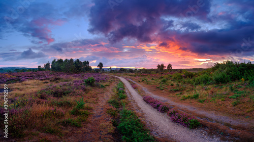 Sunrise over the heather of Iping Common, South Downs National Park, West Sussex