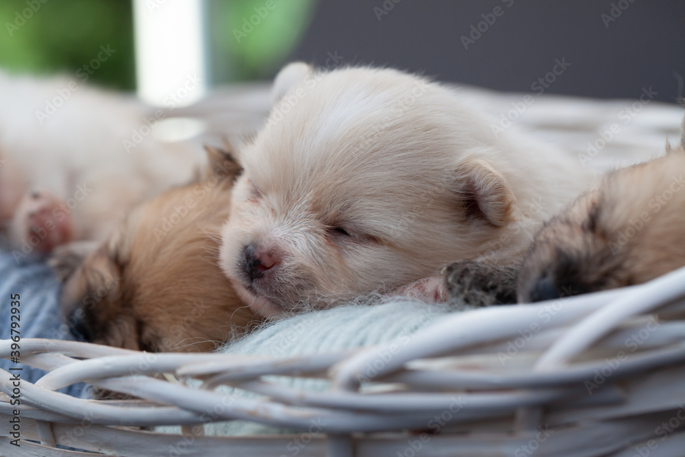 Adorable pomeranian spitz dog puppies laying in a rush basket with natural light. High quality photo Adorable pomeranian spitz dog puppies laying in a rush basket with natural light. High quality photo