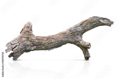 Tree trunk  branch tree dry cracked dark bark isolated on white background. clipping path