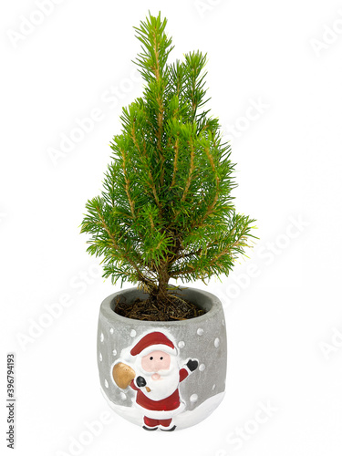 Mini Potted Christmas Tree on White Background