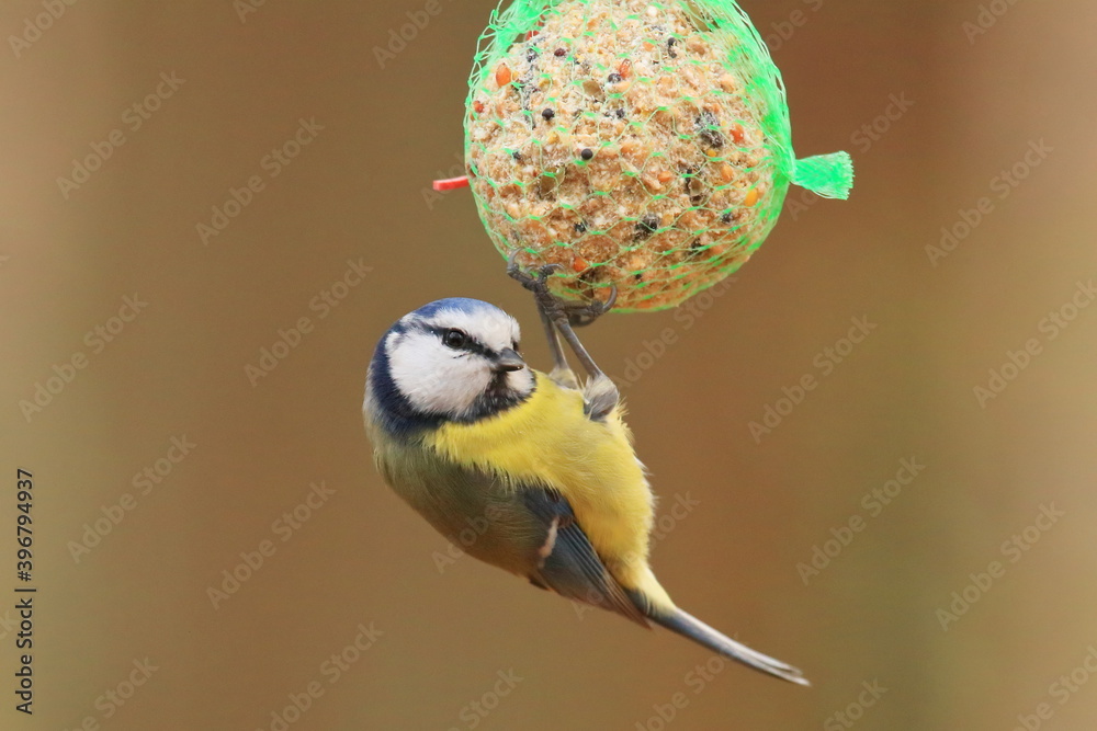 Obraz premium Eurasian blue tit on winter bird feeder