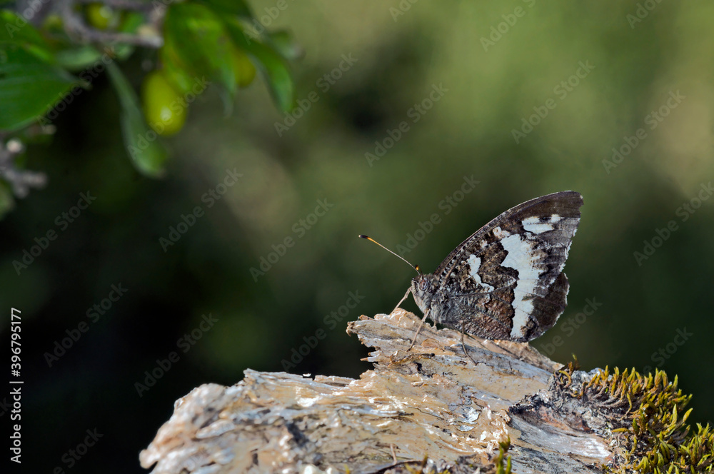 Obraz premium Great Banded Grayling (Brintesia circe), Greece 