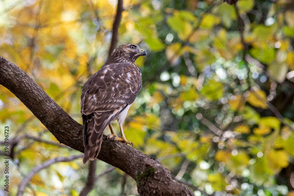 Cooper's hawk (Accipiter cooperii) perched on a branch, looking at the viewer, with yellow fall foliage in background Cooper's hawk (Accipiter cooperii) perched on a branch, looking at the viewer, with yellow fall foliage in background