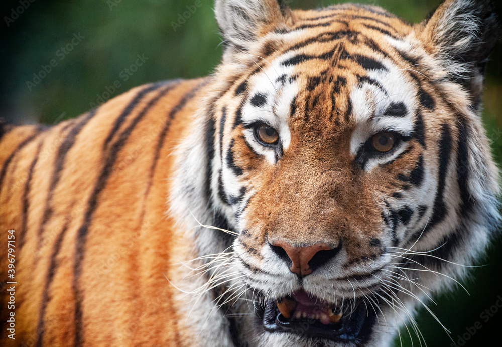 Tiger - Panthera tigris - close up portrait.