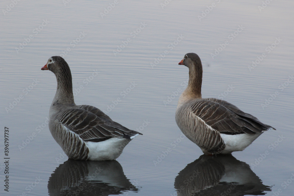 Fototapeta premium Two of a kind, two ducks drifting in a pond, Gauteng, South Africa