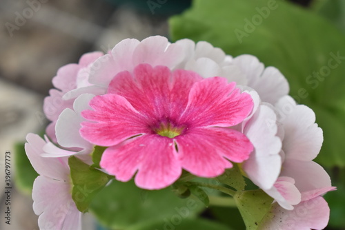 pink flower