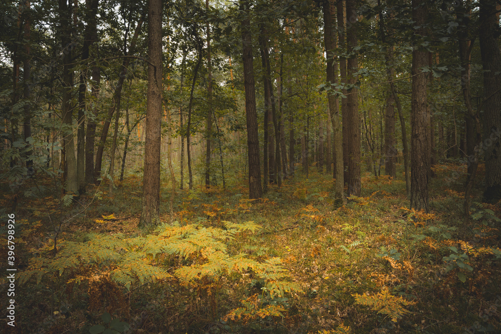 Scary and gloomy dark deciduous forest with ferns