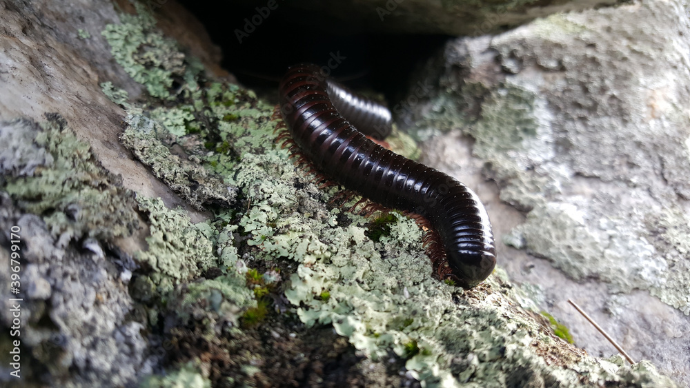 Centipede at Chimanimani National Park Centipede at Chimanimani National Park