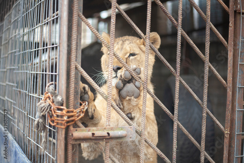 Lion cub in a cage. Animal at the zoo. A wild lion inside a valier. Keeping a wild beast in captivity. photo
