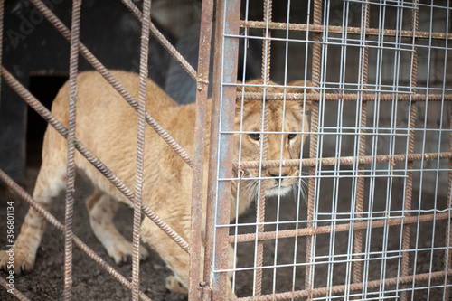 Lion cub in a cage. Animal at the zoo. A wild lion inside a valier. Keeping a wild beast in captivity. photo