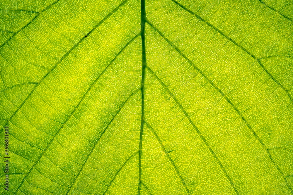 Macro photo leaf texture, natural background Macro photo leaf texture, natural background