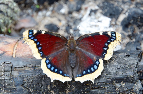 Mourning butterfly (Lat. Nymphalis antiopa) on a burnt tree