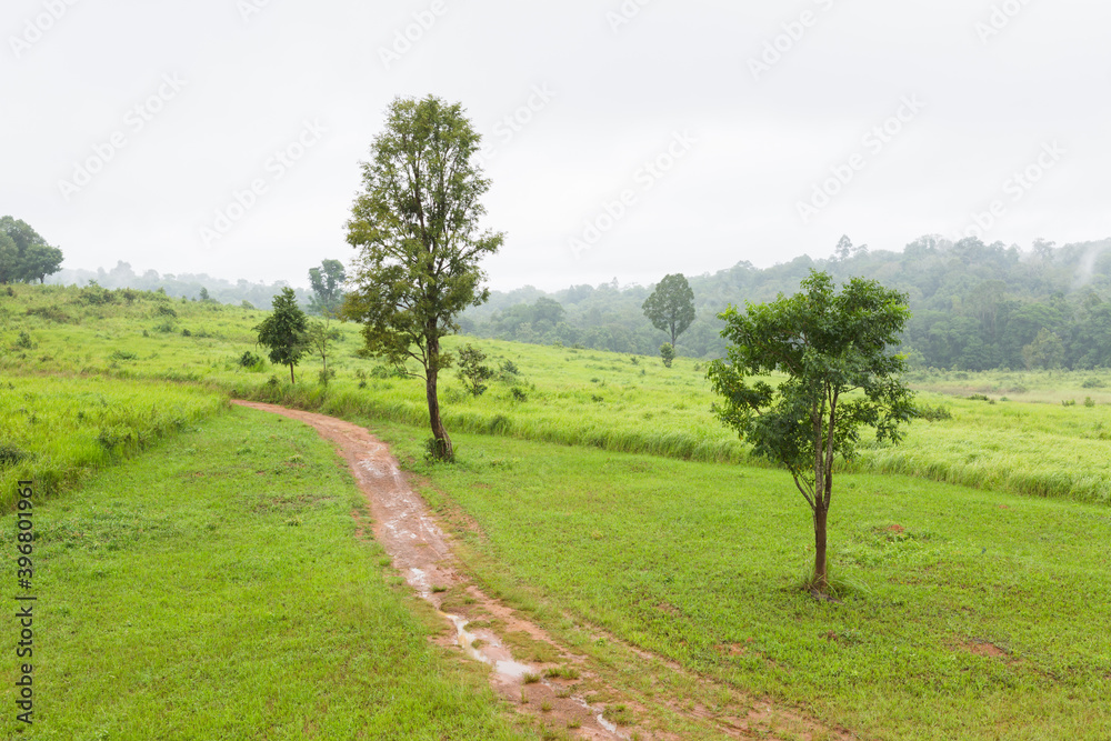 landscape with trees and clouds at Khao Yai National Park landscape with trees and clouds at Khao Yai National Park
