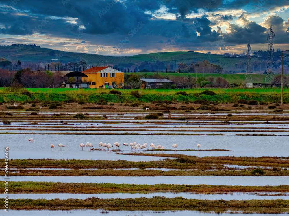 Fototapeta premium Overview on the pond of the WWF Oasis of Padule Orti Bottagone with flamingos Tuscany Italy