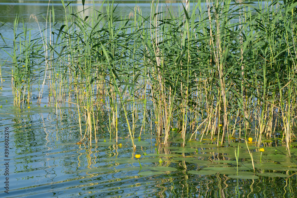 Reed landscape in the Turnersee in Carinthia Austria