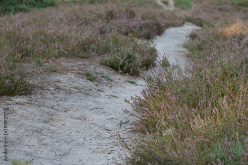 Heide Weg Sand