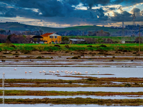 Overview on the pond of the WWF Oasis of Padule Orti Bottagone with flamingos Tuscany Italy photo