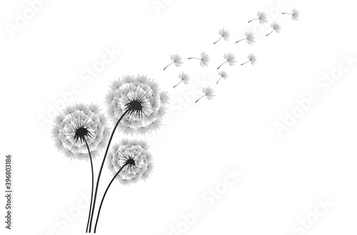 Black silhouette with flying dandelion buds . Vector on a white background