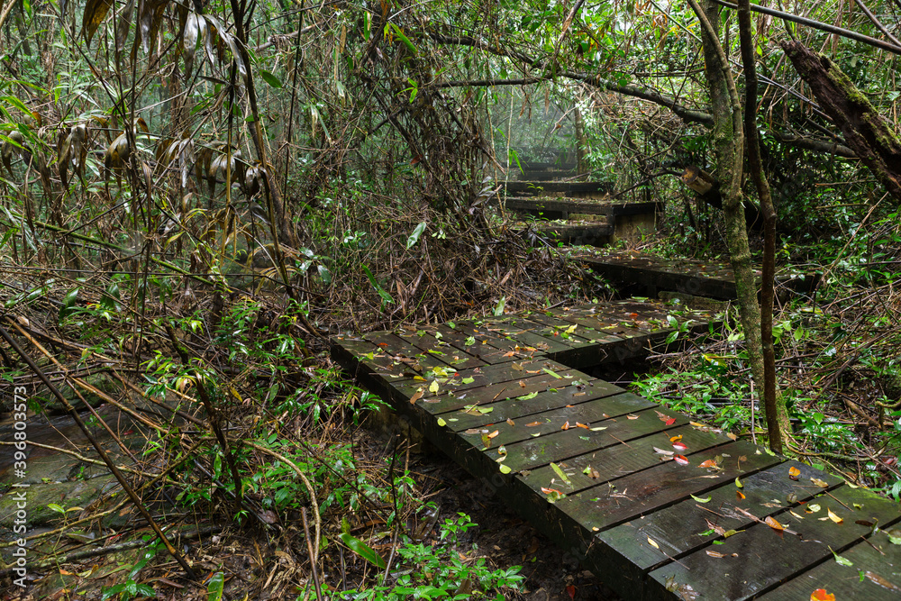 wooden bridge in the forest at Khao Yai National Park. wooden bridge in the forest at Khao Yai National Park.