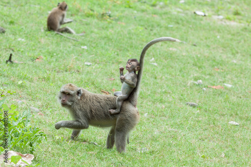 Gray macaques are wild animals that are easily found in Baluran National Park, Situbondo, East Java, Indonesia.