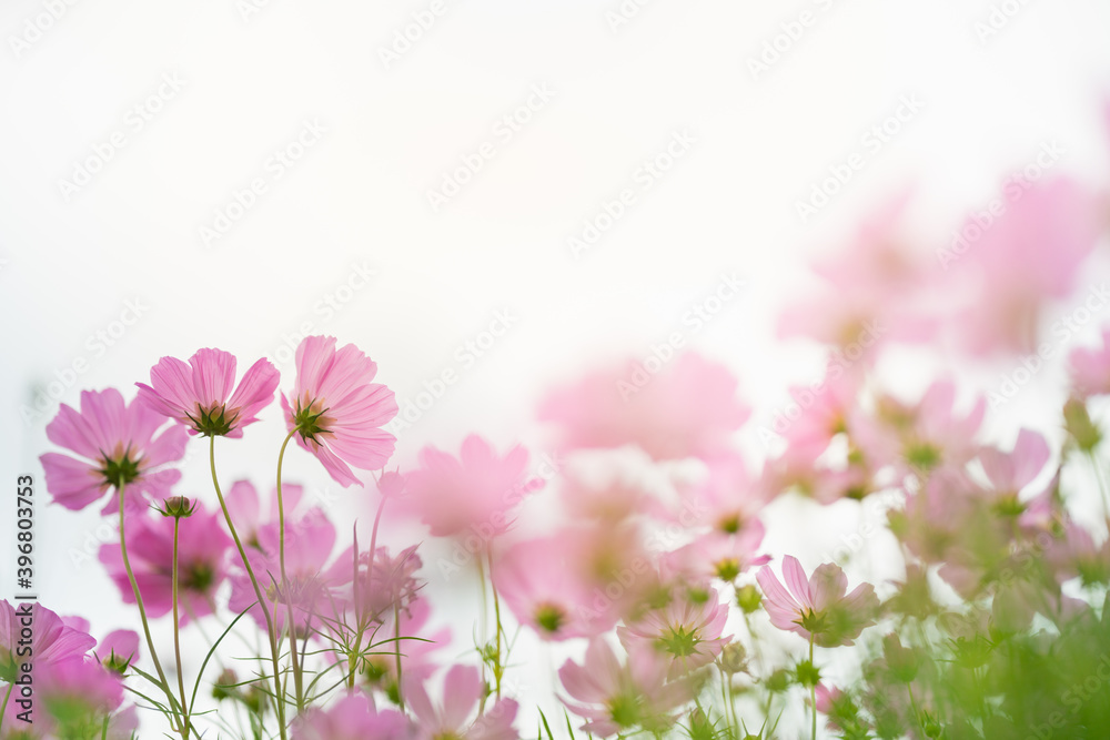 Nature of cosmos flower in garden using as cover page background natural flora wallpaper or template brochure landing page design Nature of cosmos flower in garden using as cover page background natural flora wallpaper or template brochure landing page design