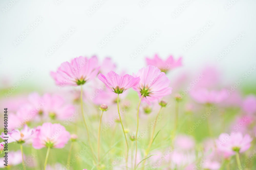 Nature of cosmos flower in garden using as cover page background natural flora wallpaper or template brochure landing page design Nature of cosmos flower in garden using as cover page background natural flora wallpaper or template brochure landing page design