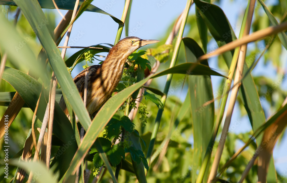 Little bittern, Ixobrychus minutus. A young bird sits in a thicket of reeds by the river. Little bittern, Ixobrychus minutus. A young bird sits in a thicket of reeds by the river.