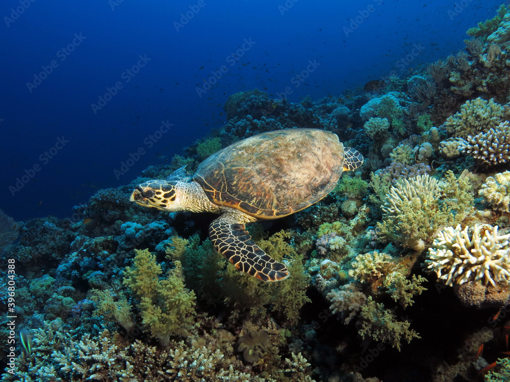 Fototapeta premium A Hawksbill turtle Eretmochelys imbricata on a Red Sea coral reef