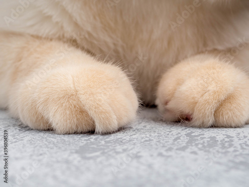 paws of a domestic cat on a gray background, space for text