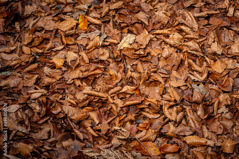 Autumnal leaves on a forest floor.