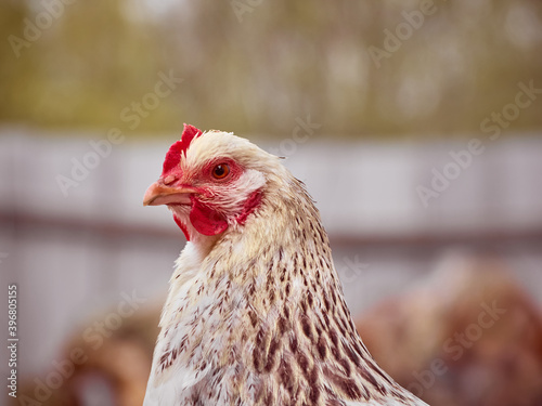 Free range chicken on a farm.