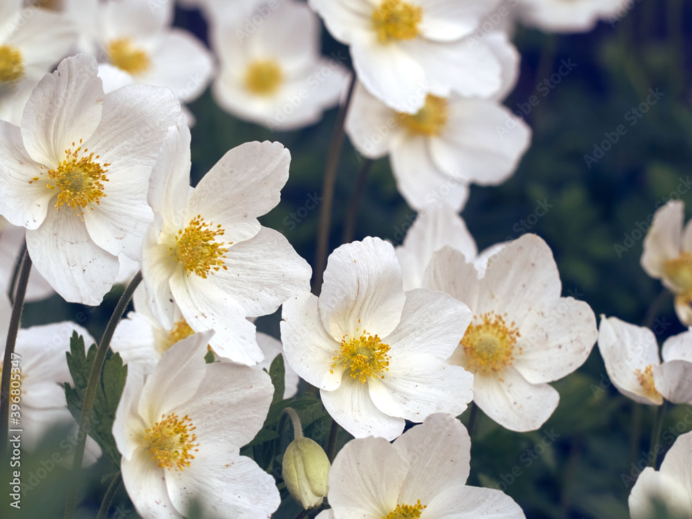 Anemone flowers in the garden. Anemone flowers in the garden.