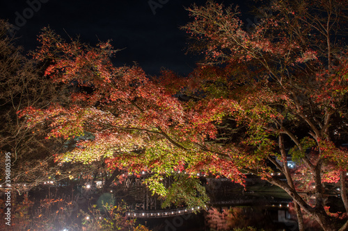秋の日本庭園風景【夜景・ライトアップ】