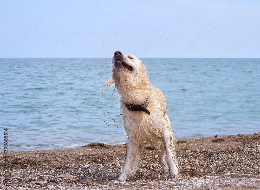 White golden labrador retriever dog on the beach White golden labrador retriever dog on the beach