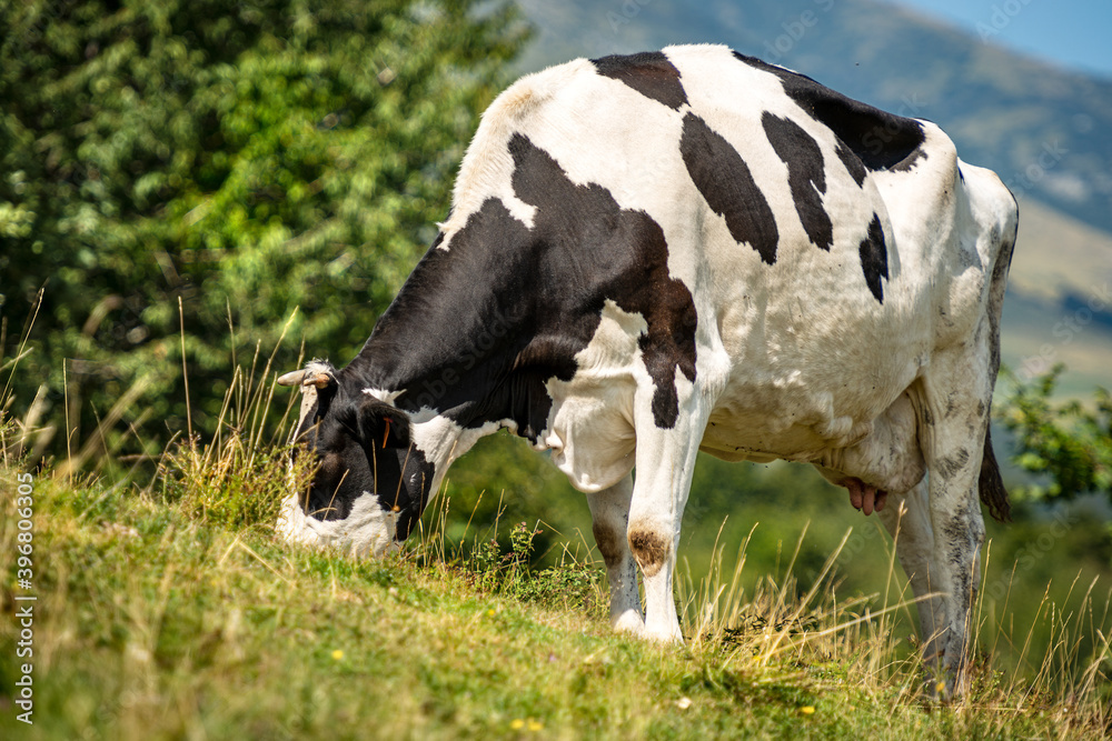 Black and white dairy cow in a mountain pasture, green meadow, Alps, Italy, south Europe.