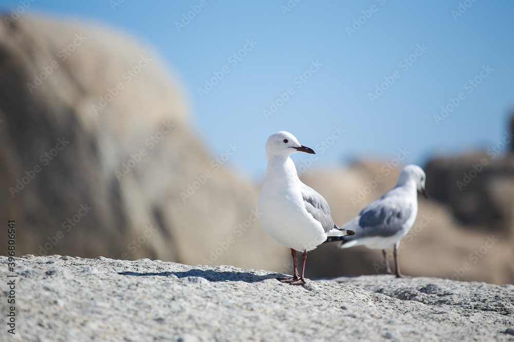Seagulls sitting on a rock on a beach in Cape Town South Africa Seagulls sitting on a rock on a beach in Cape Town South Africa