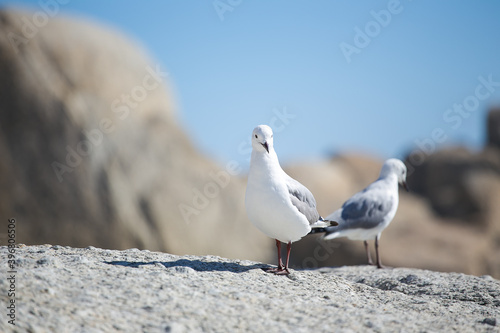 Seagulls sitting on a rock on a beach in Cape Town South Africa