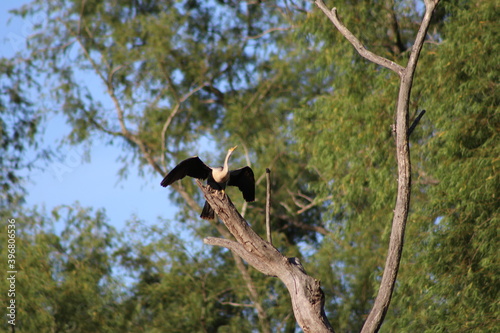 Pato Anhinga - Ave americana