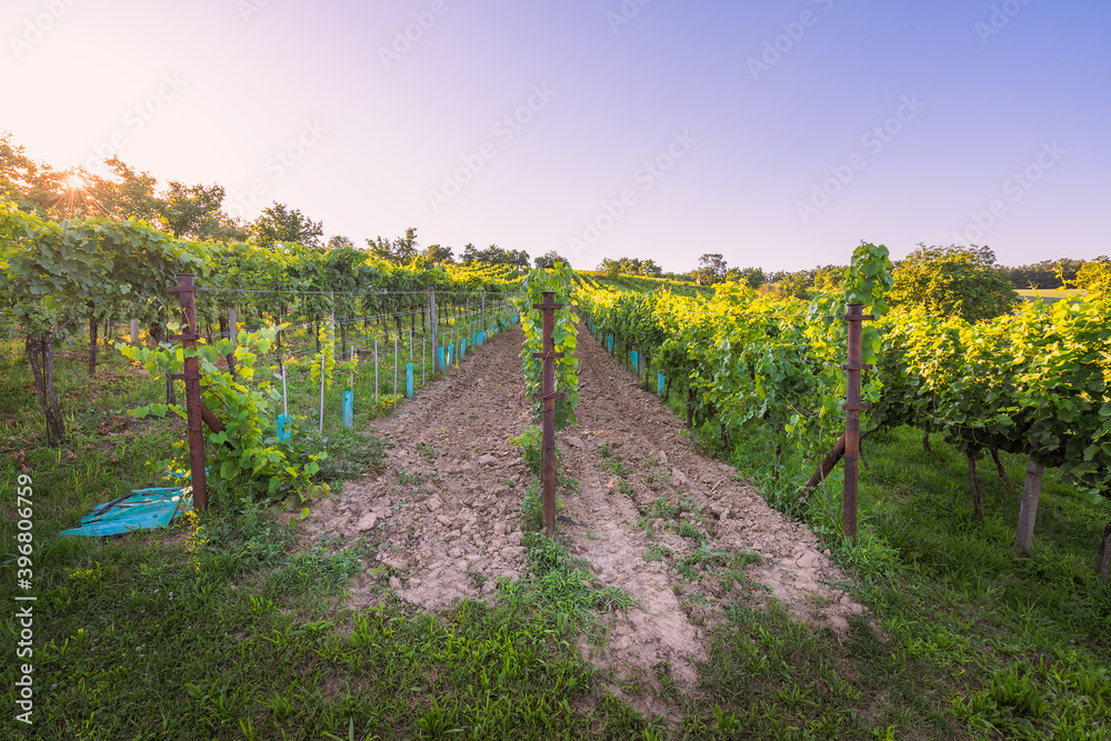 Fototapeta premium Sunset in a vineyard in South Moravia, Czech Republic