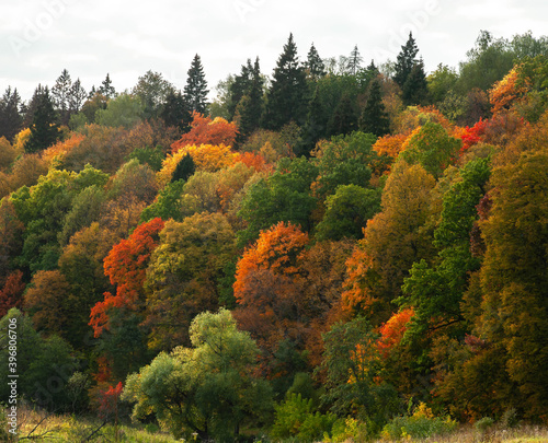 Many bright autumn trees are a dense wall- autumn colors-wild nature.